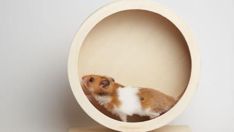 Hamster in the wheel