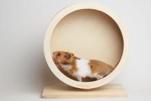 Hamster in the wheel